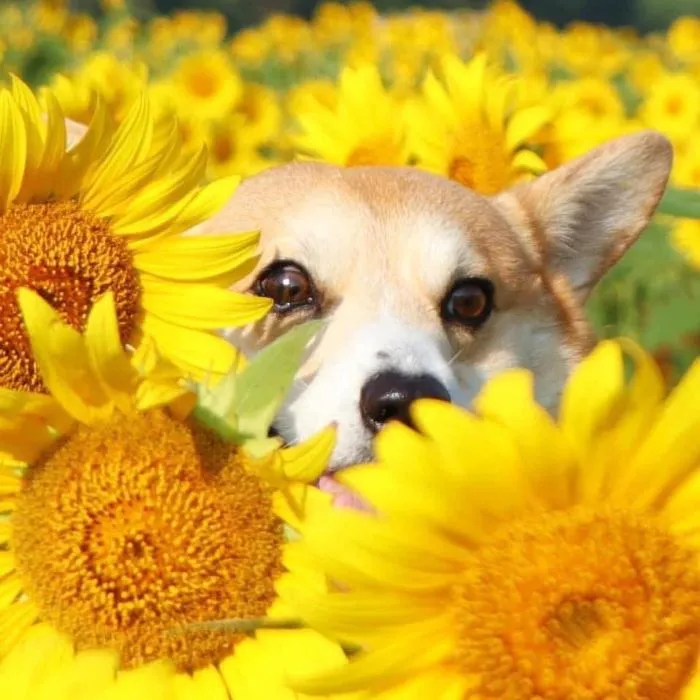 Meet Gen, A Corgi From Japan Whose Facial Expressions Can Instantly Make Your Day (30 Pics)