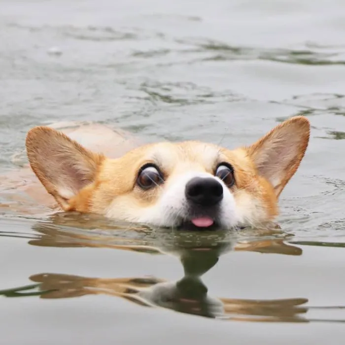 Meet Gen, A Corgi From Japan Whose Facial Expressions Can Instantly Make Your Day (30 Pics)