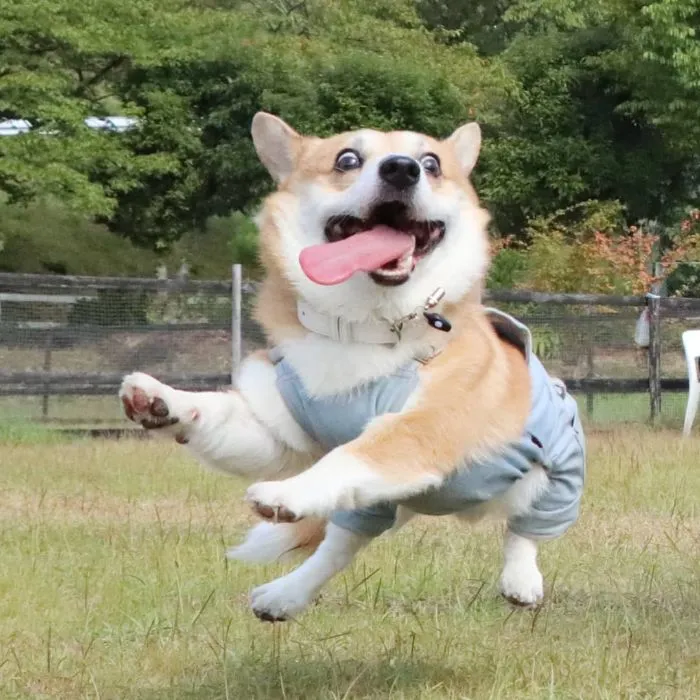 Este es Gen, un corgi japonés cuyas expresiones faciales te alegrarán el día (30 fotos)