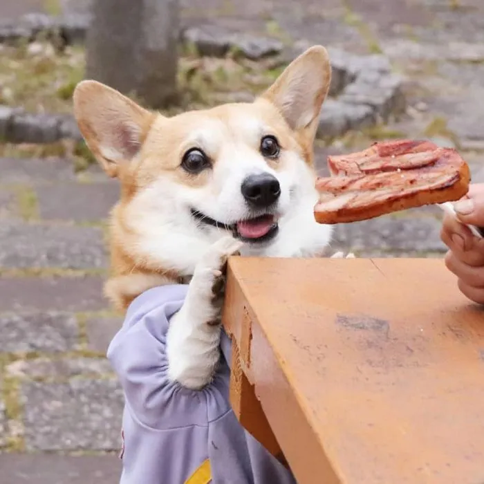 Este es Gen, un corgi japonés cuyas expresiones faciales te alegrarán el día (30 fotos)