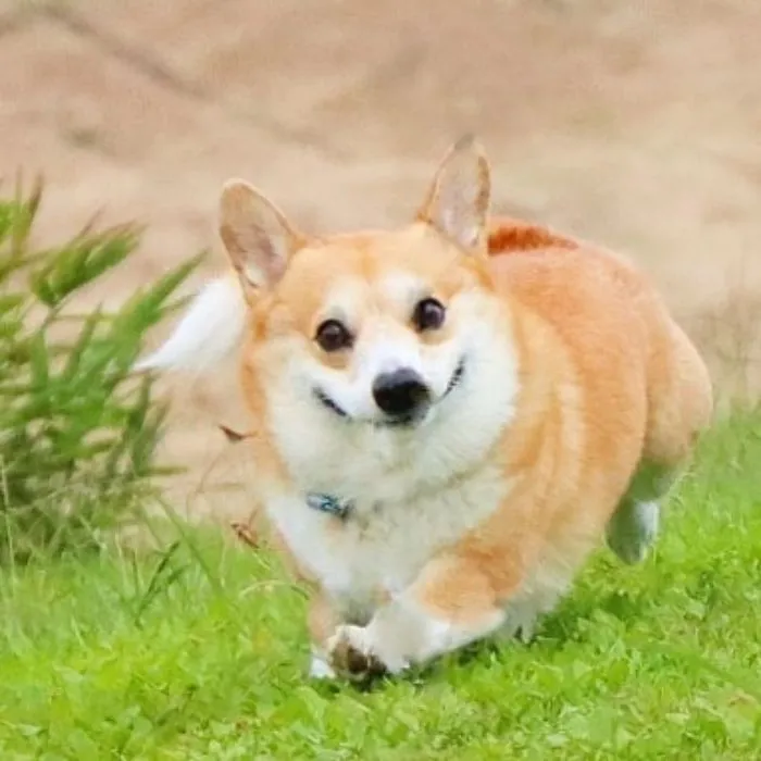 Este es Gen, un corgi japonés cuyas expresiones faciales te alegrarán el día (30 fotos)
