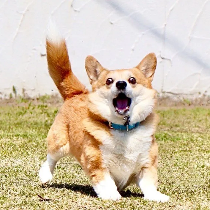 Este es Gen, un corgi japonés cuyas expresiones faciales te alegrarán el día (30 fotos)