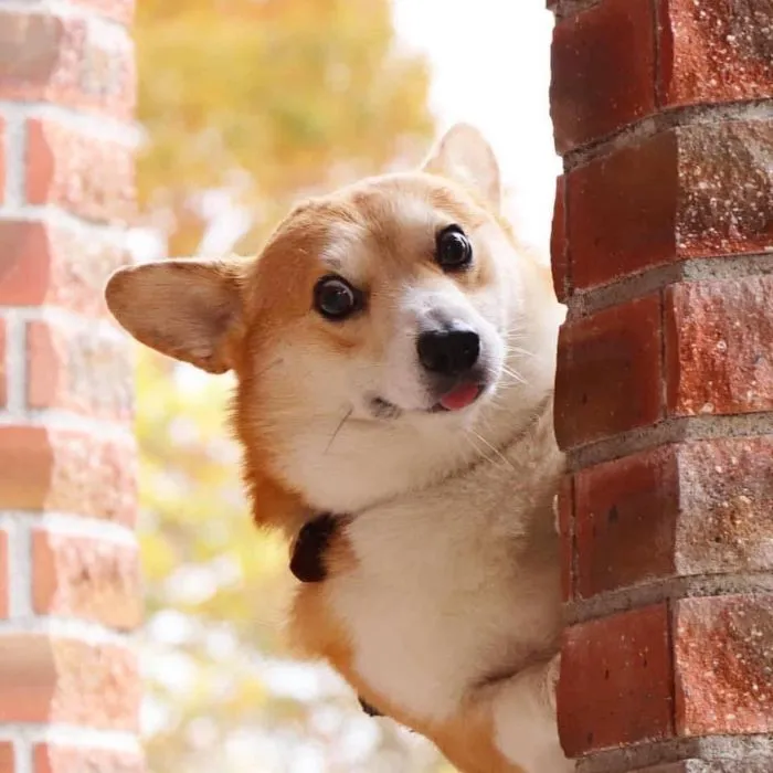 Meet Gen, A Corgi From Japan Whose Facial Expressions Can Instantly Make Your Day (30 Pics)