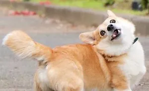 Meet Gen, A Corgi From Japan Whose Facial Expressions Can Instantly Make Your Day (30 Pics)