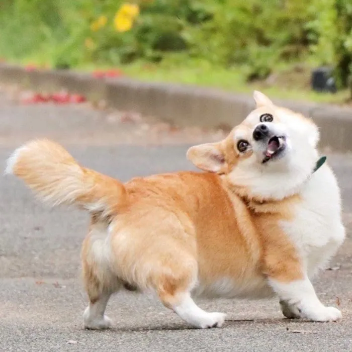 Funny-Expressive-Dog-Corgi-Genthecorgi
