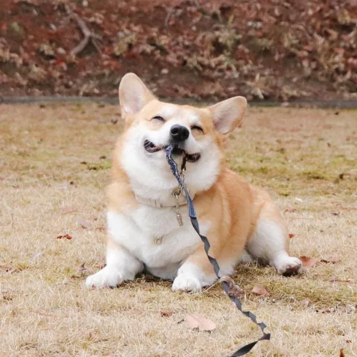 Meet Gen, A Corgi From Japan Whose Facial Expressions Can Instantly Make Your Day (30 Pics)