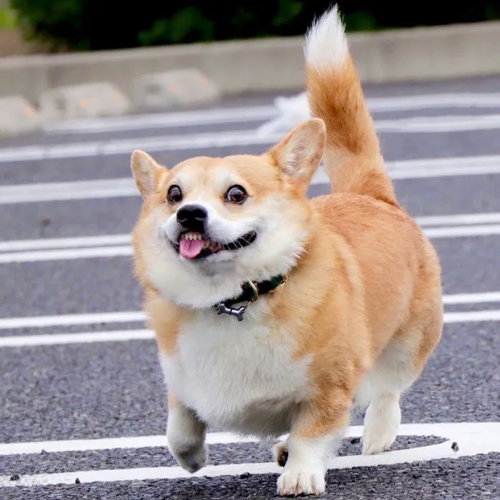 Meet Gen, A Corgi From Japan Whose Facial Expressions Can Instantly Make Your Day (30 Pics)