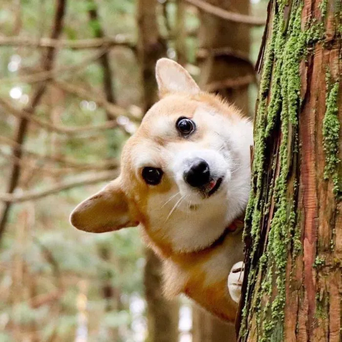 Meet Gen, A Corgi From Japan Whose Facial Expressions Can Instantly Make Your Day (30 Pics)