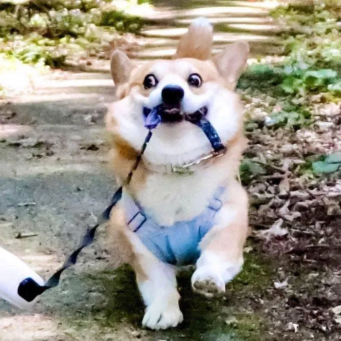 Este es Gen, un corgi japonés cuyas expresiones faciales te alegrarán el día (30 fotos)