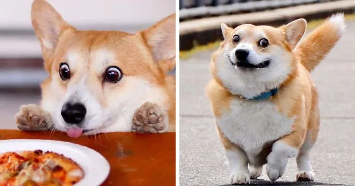 Meet Gen, A Corgi From Japan Whose Facial Expressions Can Instantly Make Your Day (30 Pics)