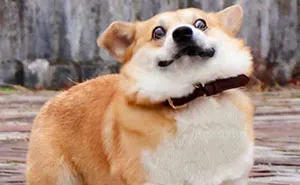 Meet Gen, A Corgi From Japan Whose Facial Expressions Can Instantly Make Your Day (30 Pics)