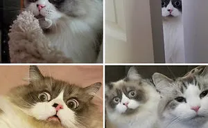50 Overdramatic Cats Who Deserve An Oscar