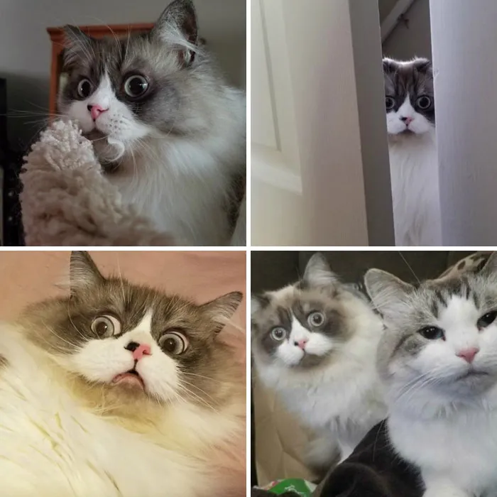 My Cat Always Looks Like He Has Anxiety. Yes, He Always Looks Like This