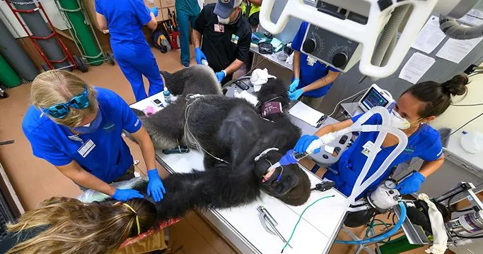 Images Of 433-Pound Gorilla Taking A COVID-19 Swab Test, Among Other Procedures, Got The Internet Buzzing (25 Pics)
