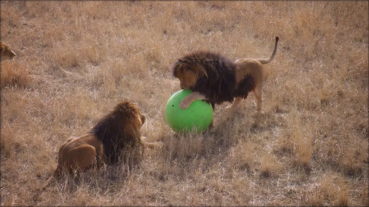 Lion Ball Drop!