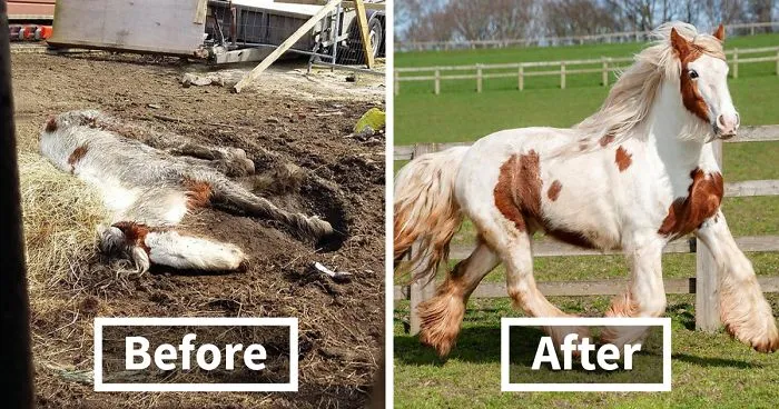 Volunteers 'Shocked' To See This 'Dead' Horse Still Alive Nurse It Back To Health And The Transformation Is Incredible