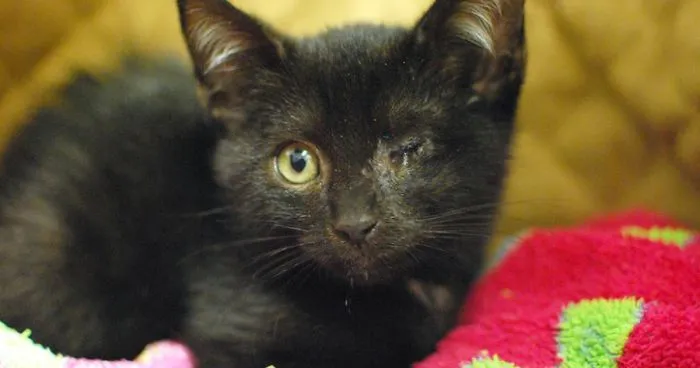 Hey Pandas, Share A Photo Of Your Cat When It Was Still A Kitten (Ended)