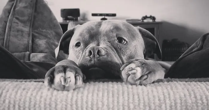 Hey Pandas, Share The Cutest Pic Of Your Dog (Ended)