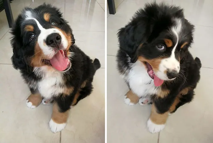 This Is Rūkas When He Was A 3-Month-Old Potato. He Looks Cute, But Deep In The Heart He Was A Little Devil And Destroyed Everything In His Path