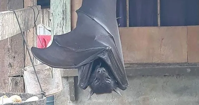 People Are Horrified Over This Enormous 'Human-Sized' Bat