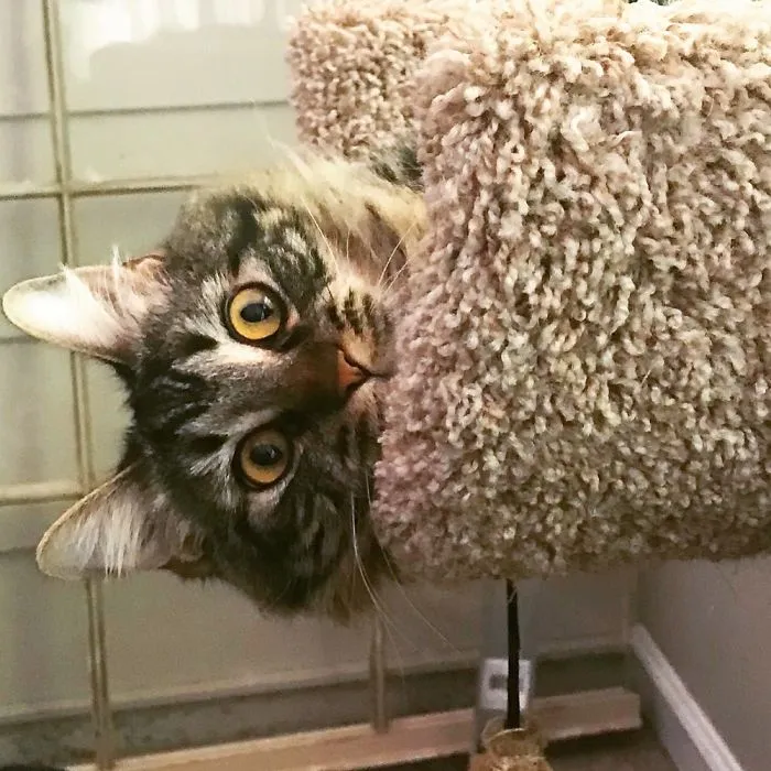 Goofball