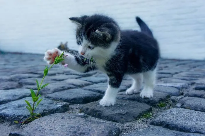 This Is Lily, She Likes Flowers