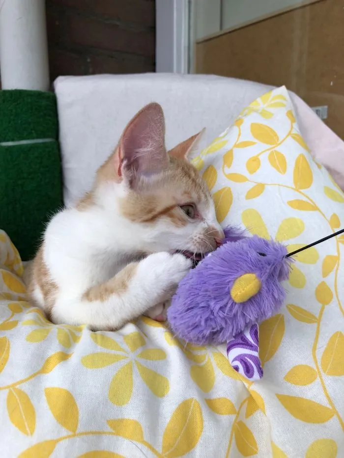 This Little Baby Looks Cute, But Is A Furry Wreckingball