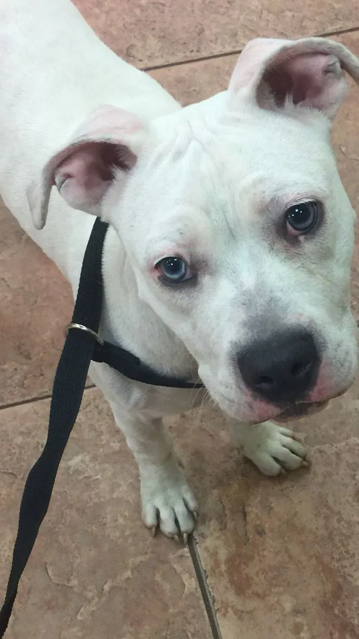 Lola 6 Months. The Day I Rescued Her From The Middle Of The Road. Turns Out That She’s Deaf.