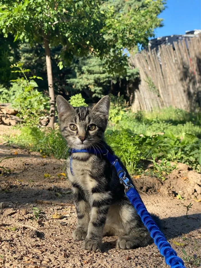 Baby Dixon 😻