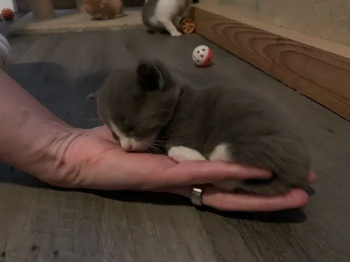 This Is Kona 😻 Here She Is 3 Weeks Old