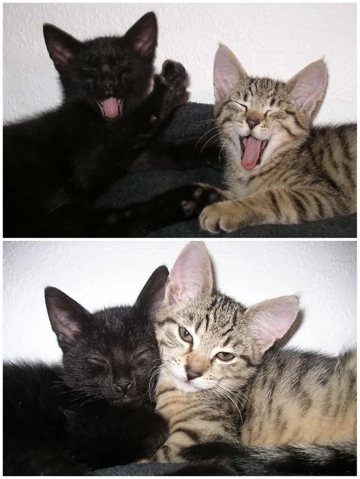 My Little Boys Guinness & Vb