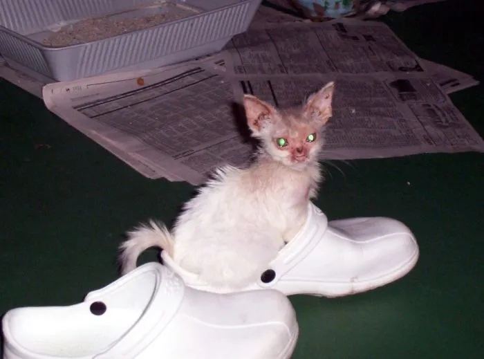 Found With A Broken Eye Socket, Ear Mites, Raging Case Of Ringworm & Starving. He’s Beautiful Now