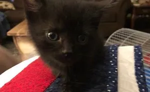 Hey Pandas, Share A Photo Of Your Cat When It Was Still A Kitten (Ended)