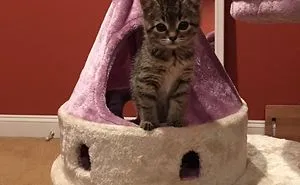 Hey Pandas, Share A Photo Of Your Cat When It Was Still A Kitten (Ended)