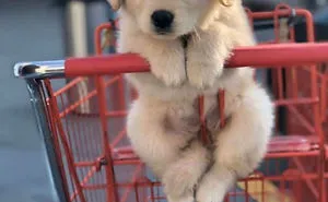 You Can Now Find Out What Dog You Are Based On Your Name (40 Pics)