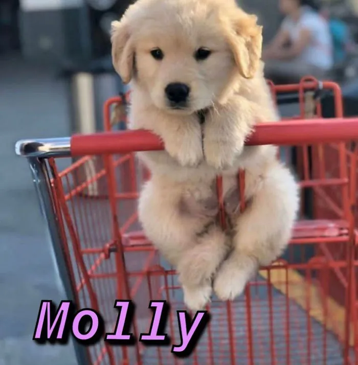 You Can Now Find Out What Dog You Are Based On Your Name (40 Pics)