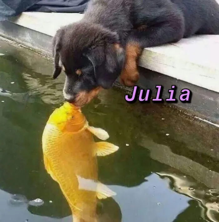 You Can Now Find Out What Dog You Are Based On Your Name (40 Pics)