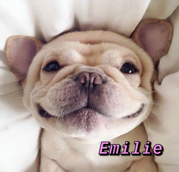 You Can Now Find Out What Dog You Are Based On Your Name (40 Pics)