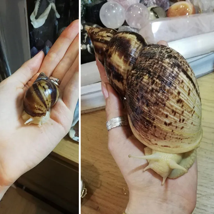 Mi caracol creciendo en 1 año. de 4 cms a 17.