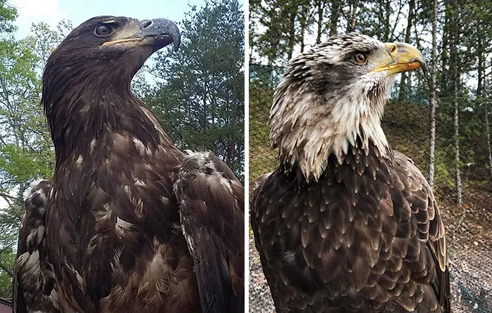 Misma ave fotografiada en distintos años, con plumaje juvenil y de subadulto