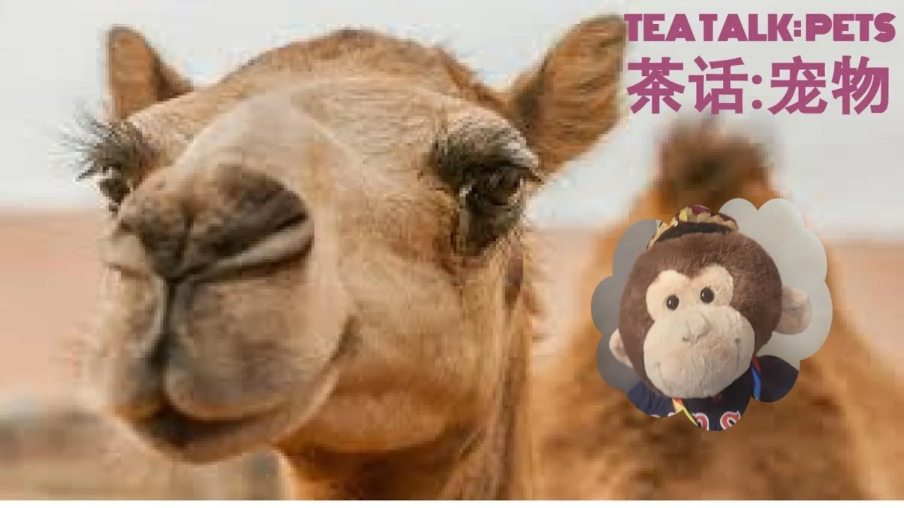 My Stuffed Animals And I Taught My Students English While Drinking A Cup Of Tea!
