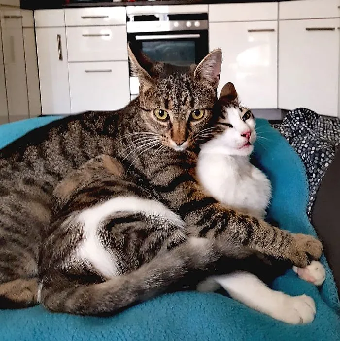 Our Little Plushies