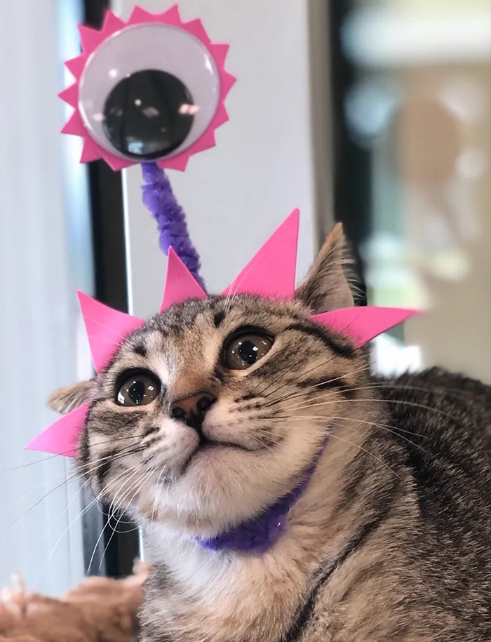 Last Year, This Animal Shelter In Texas Shared 15 Photos Of Adorable 'Aliens' To Boost Their Visibility And Encourage People To Adopt