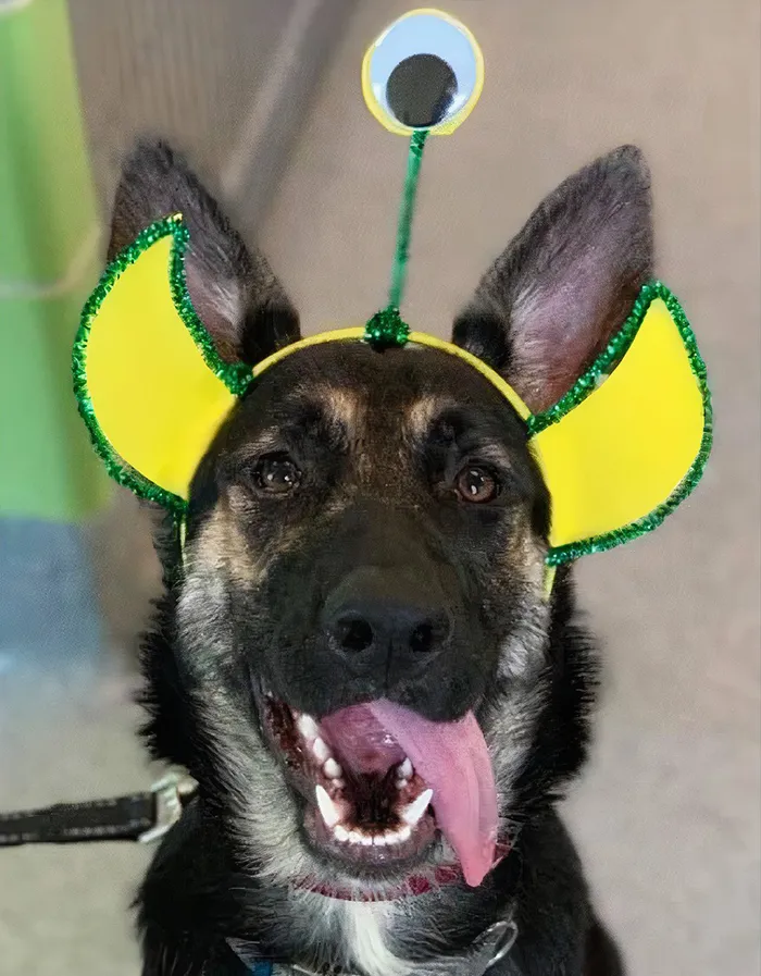 Last Year, This Animal Shelter In Texas Shared 15 Photos Of Adorable 'Aliens' To Boost Their Visibility And Encourage People To Adopt