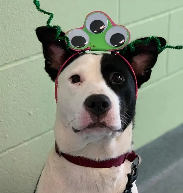 Last Year, This Animal Shelter In Texas Shared 15 Photos Of Adorable 'Aliens' To Boost Their Visibility And Encourage People To Adopt
