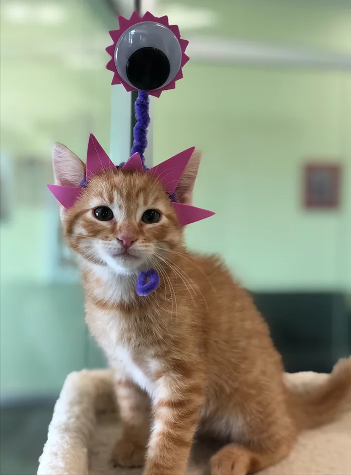 Last Year, This Animal Shelter In Texas Shared 15 Photos Of Adorable 'Aliens' To Boost Their Visibility And Encourage People To Adopt