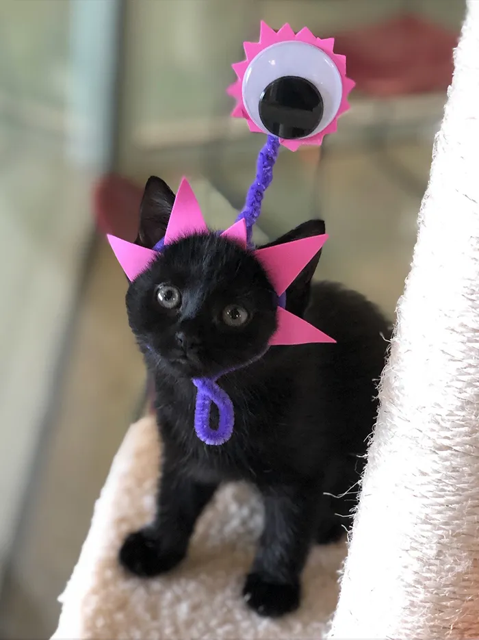 Last Year, This Animal Shelter In Texas Shared 15 Photos Of Adorable 'Aliens' To Boost Their Visibility And Encourage People To Adopt