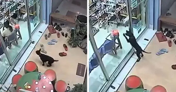 Lost Dog Goes To His Vet To Ask For Help Getting Back Home