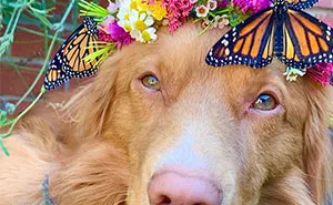 Gentle Doggo Befriends All The Butterflies That Live In His Garden (16 Pics)