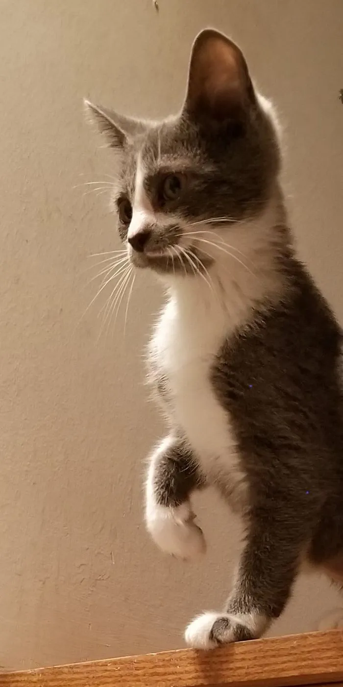 Misty Exploring Her New Furever Home.